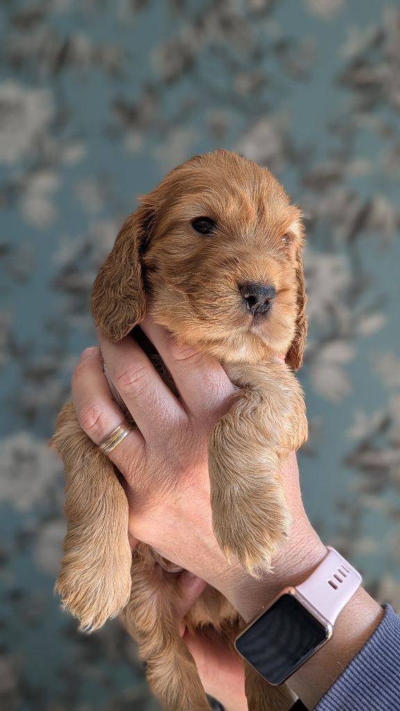 Le Clos D'Hedgee Et Compagnie - Chiots disponibles - Cocker Spaniel Anglais